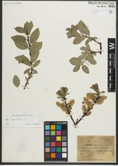 Foto von Salix myrsinites L.